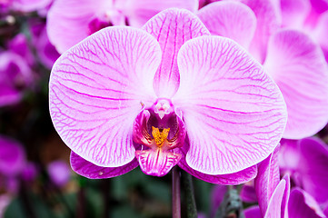 Image showing Orchid