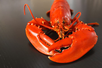 Image showing Front view of Boiled Atlantic Lobster