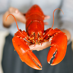 Image showing Closeup of woman hands holding cooked lobster