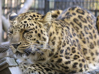 Image showing Far-Eastern leopard