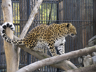 Image showing Far-Eastern leopard