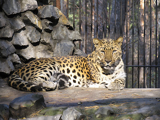 Image showing Caucasian leopard