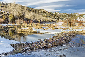 Image showing winter on beaver swamp