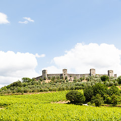 Image showing Wineyard in Tuscany