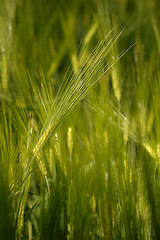 Image showing Field in Soft light # 02