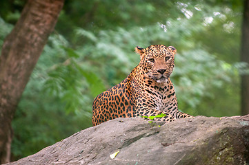 Image showing Leopard