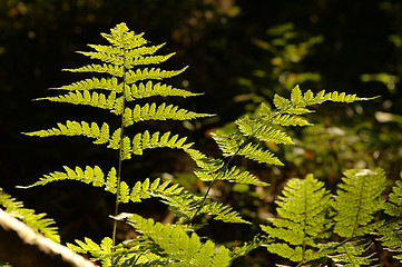 Image showing Soft summer, Norwegian forest