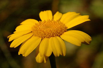 Image showing Soft summer, Yellow Daisy