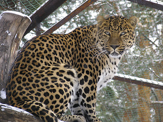 Image showing Caucasian leopard