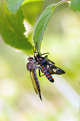 Image showing Robberfly