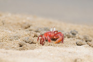 Image showing Fiddler Crab