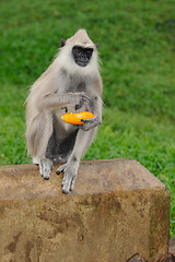 Image showing Gray Langur