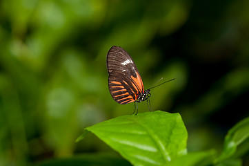 Image showing Postman Butterfly