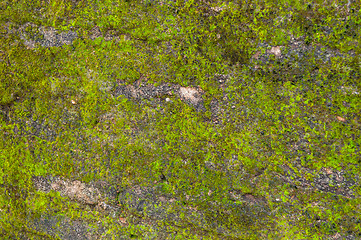 Image showing Moss