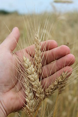 Image showing spikelets of the wheat in the hand