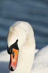 Image showing Mute swan