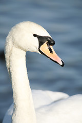 Image showing Mute swan