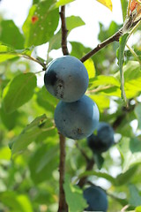 Image showing Fruits of plum on the tree