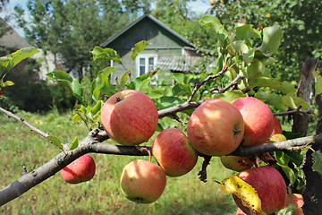 Image showing very tasty and ripe apples