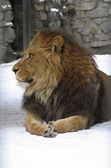 Image showing African lion