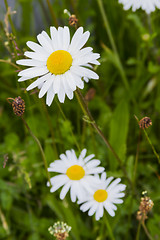 Image showing Wild daisy