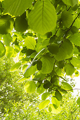 Image showing Green leaves