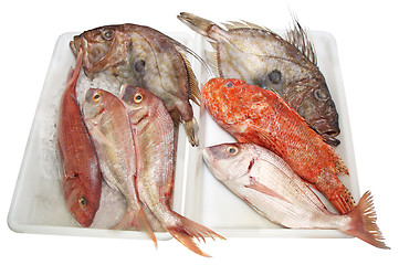 Image showing John Dory, Scorpaenidae and Dentex