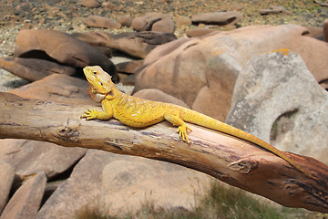 Image showing Bearded Dragon