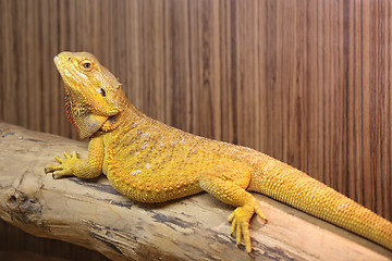 Image showing Yellow Bearded Dragon