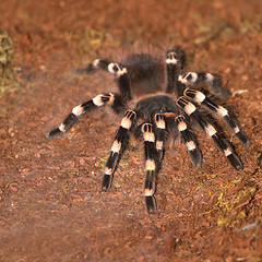 Image showing Tarantula