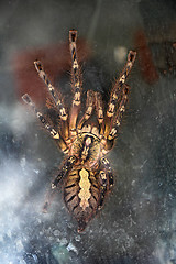 Image showing Spider Tarantula