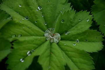 Image showing Plants and a cockleshell