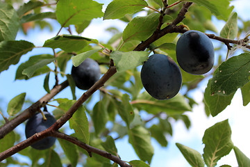 Image showing Fruits of plum on the tree