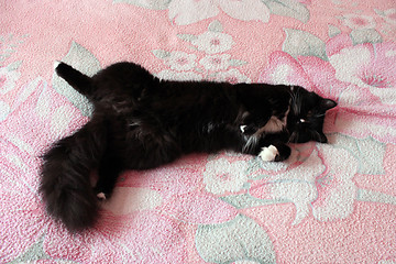 Image showing black cat lying prone on the bed