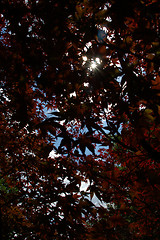 Image showing The sun through foliage