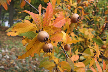 Image showing Medlar fruits