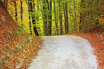 Image showing Autumn in the forest