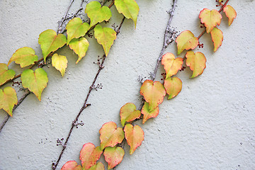 Image showing Autumn Leaves background