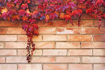 Image showing Autumn Leaves background