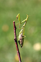 Image showing Mantis