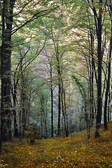 Image showing Autumn in the forest