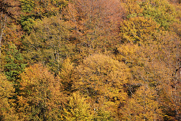 Image showing Forest in autumn