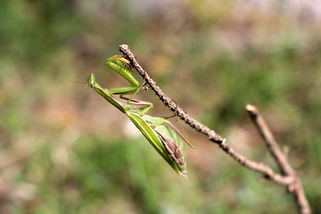 Image showing Praying mantis