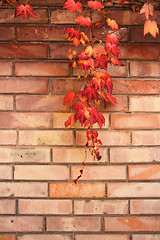 Image showing Autumn Leaves background
