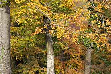 Image showing Forest in autumn_3