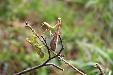 Image showing Two Praying mantis