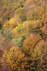 Image showing Forest in autumn