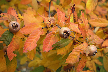 Image showing Medlar fruit