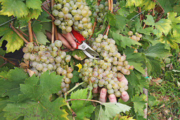 Image showing Cutting grapes