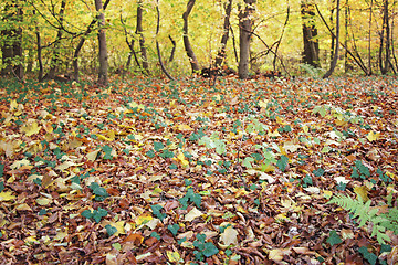 Image showing Autumn in the forest